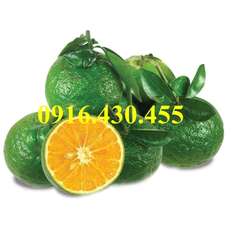 Cây giống cam sành